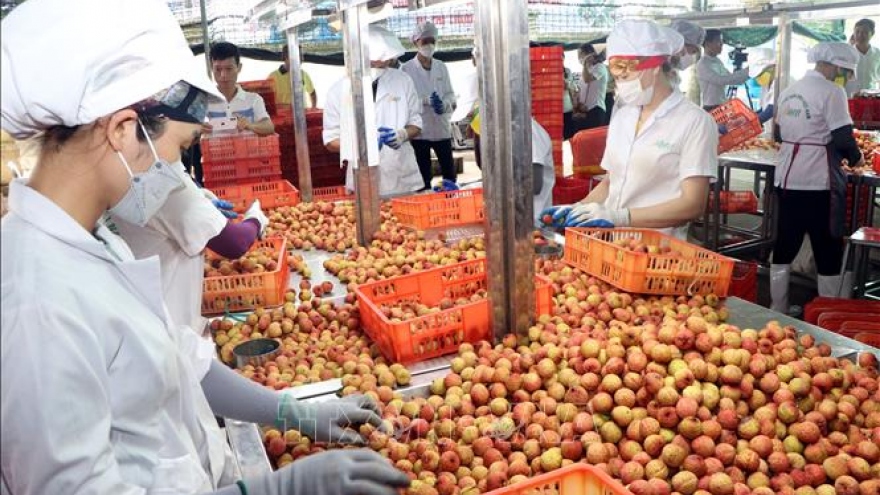 Vietnamese lychee favourite with global consumers